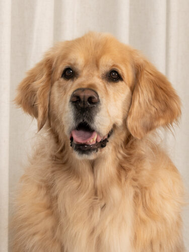 Headshot profile photo of Chester