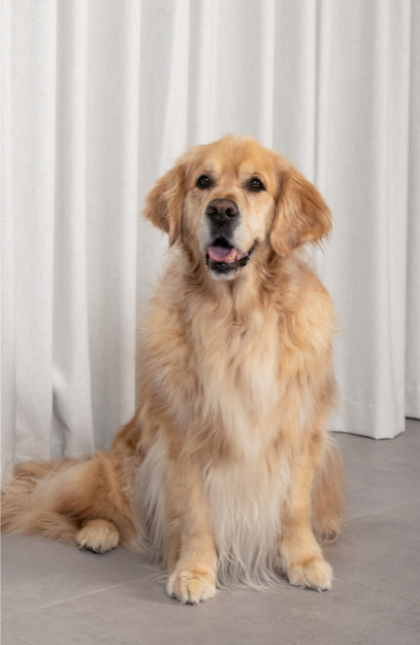 Chester Profile Picture